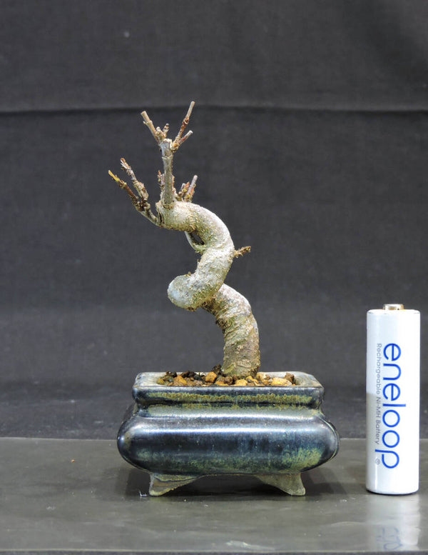 楓 ミニ盆栽 奥行5.5cm 横幅6.5cm 高さ10cm d1207428566