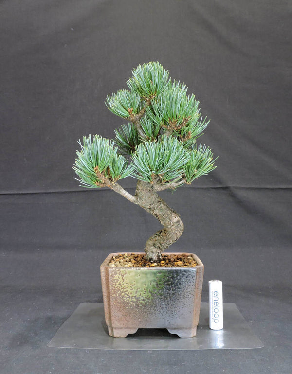 五葉松 盆栽 奥行15cm 横幅14cm 高さ26.5cm l1200050365