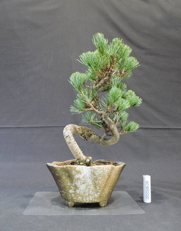 五葉松 盆栽 奥行13.5cm 横幅17.5cm 高さ30.5cm d1208438992