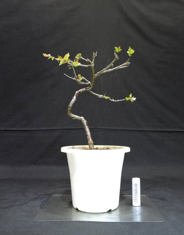 桜 信濃寒桜 ( シナノカンザクラ / サクラ ) 盆栽 プラスチック鉢 苗 奥行16cm 横幅22cm 高さ29cm (S2) m1204158276