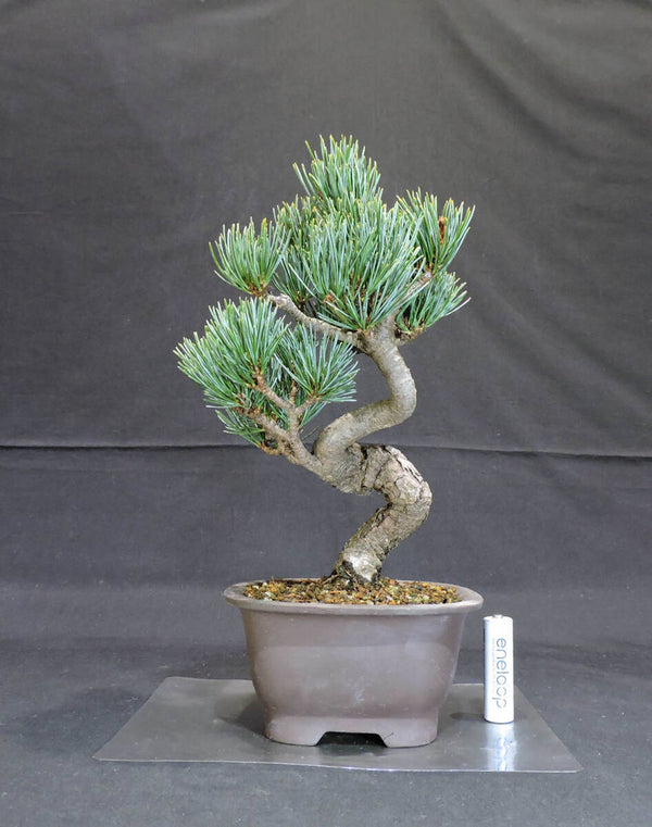 五葉松 盆栽 奥行14cm 横幅14.5cm 高さ27cm s1204304049