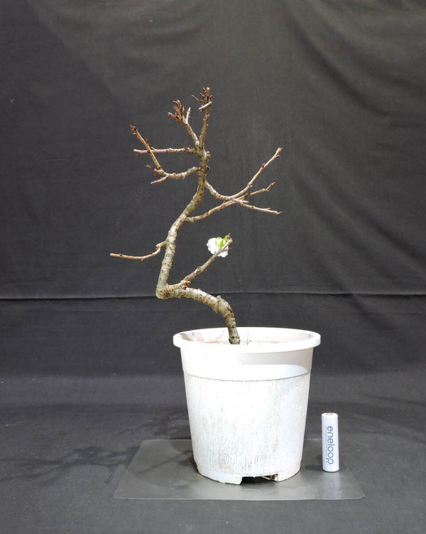 桜 八重桜 八重の輝 ( ヤエザクラ / サクラ ) 盆栽 プラスチック鉢 苗 奥行14.5cm 横幅19cm 高さ32cm (Y1) l1204504084