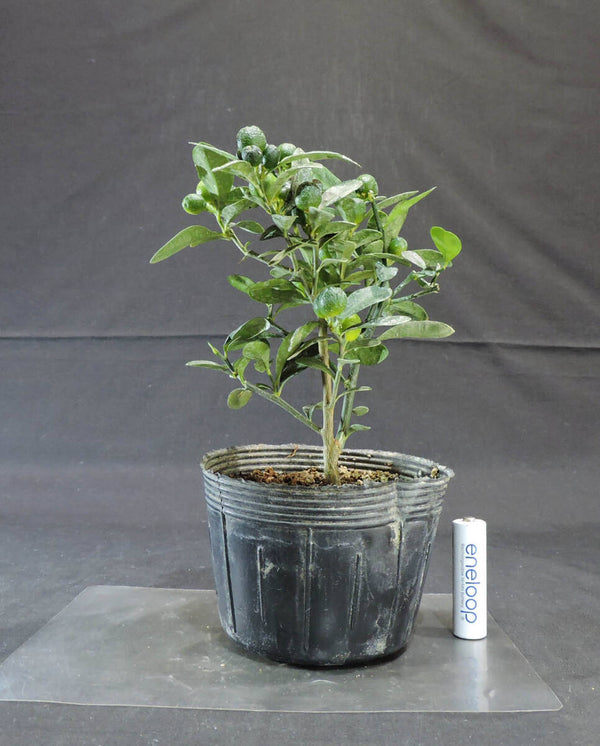 キンズ ( 金柚子 / 金豆 ) 盆栽 ポット苗 奥行13cm 横幅12cm 高さ19.5cm (3) p1207803984