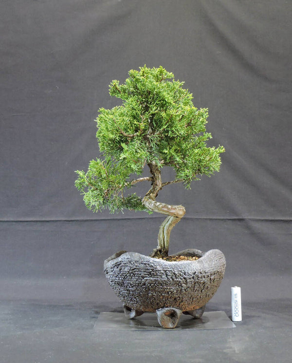 糸魚川真柏 盆栽 奥行21cm 横幅23cm 高さ37cm s1207687199