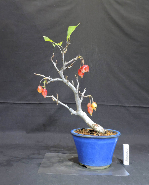 リンゴ 姫美好 ( ヒメビコウ ) 盆栽 奥行17cm 横幅23cm 高さ33cm n1204142007