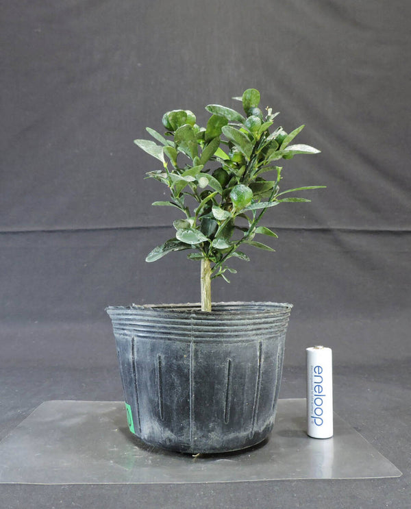 キンズ ( 金柚子 / 金豆 ) 盆栽 ポット苗 奥行10cm 横幅11.5cm 高さ18.5cm (1) u1207814074