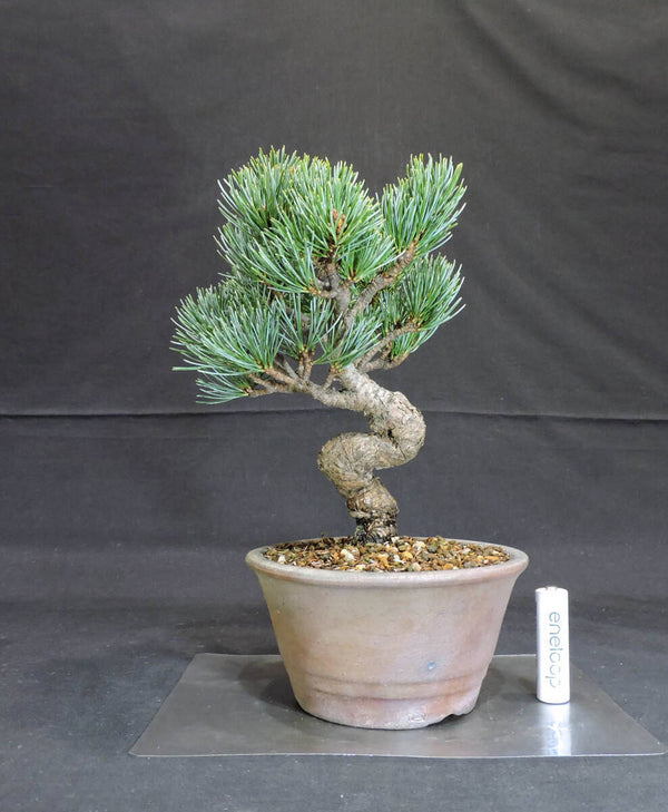 五葉松 盆栽 奥行16cm 横幅16cm 高さ24cm k1204300393