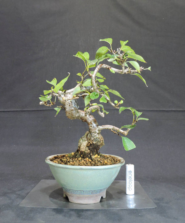 桜 十月桜 ( ジュウガツザクラ / サクラ ) 盆栽 奥行19cm 横幅18cm 高さ23.5cm m1204008922