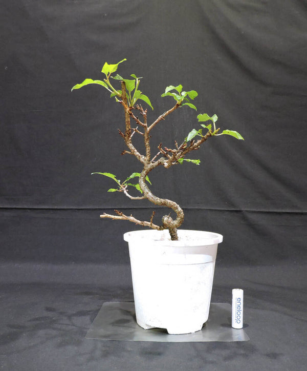 桜 八重桜 八重の輝 ( ヤエザクラ / サクラ ) 盆栽 プラスチック鉢 苗 奥行22cm 横幅20cm 高さ31cm (Y2) 1204501177