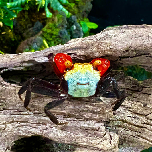 彩虹惡魔蟹 Rainbow Vampire Crab ( Geosesarma rouxi )