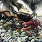 紫束腰蟹（可全水養） Purple Samurai Crab ( Somanniathelphusa sinensis )