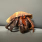 黑莓寄居蟹 Black Strawberry Hermit Crab ( Coenobita perlatus )