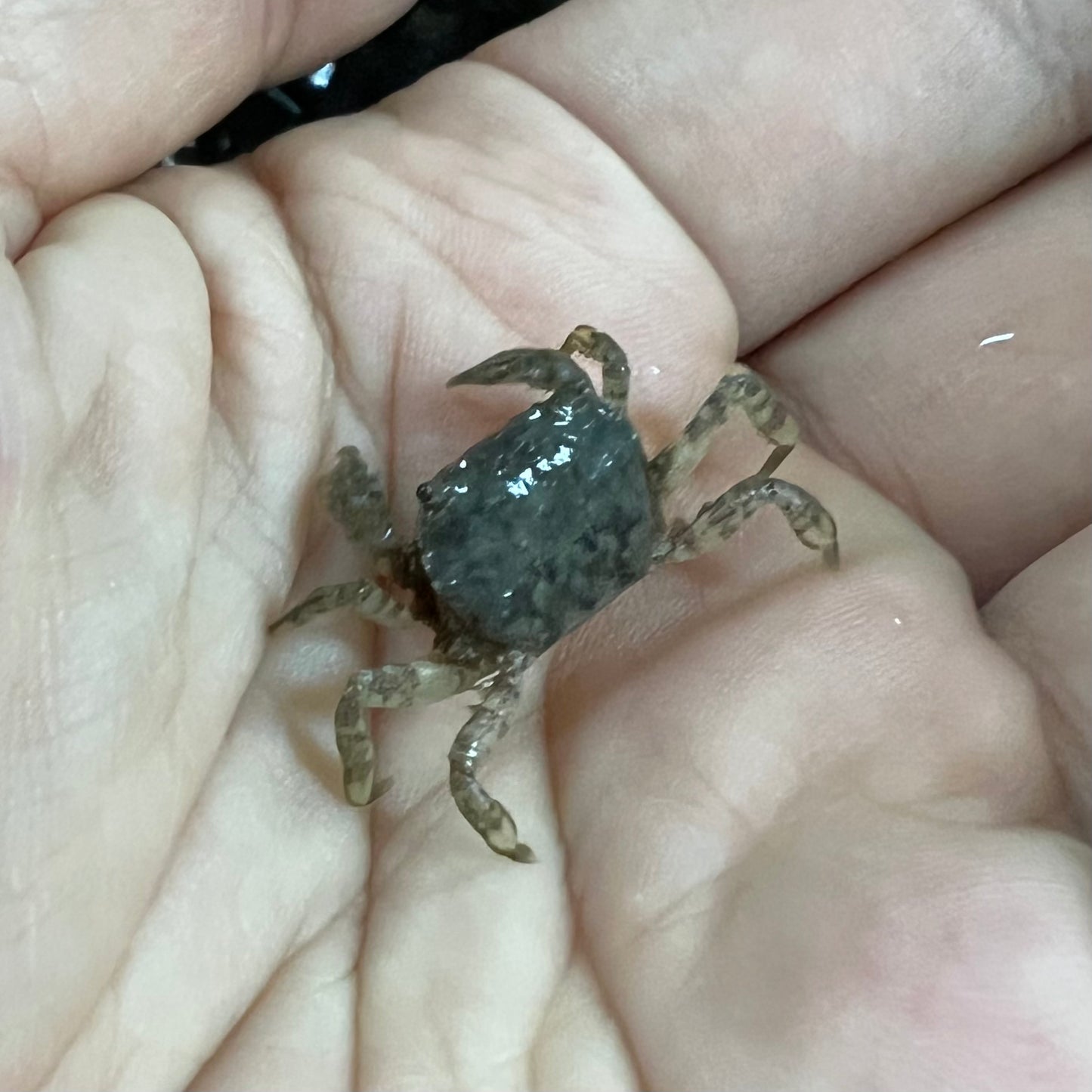 啦啦蟹 食黑毛藻（可全水養）Pom Pom Crab ( Ptychognathus barbatus )