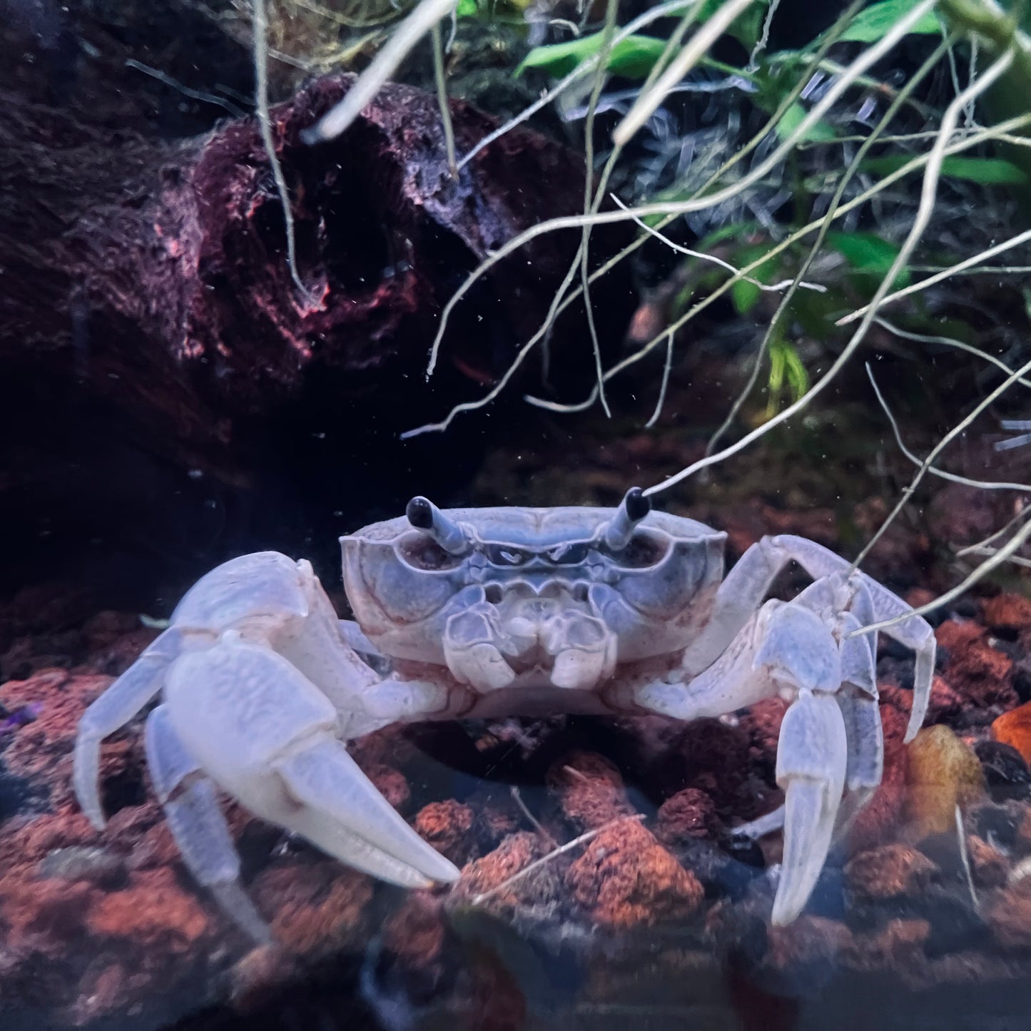 藍玉蟹  （日本澤蟹）Blue Jade Crab ( 可全水養）