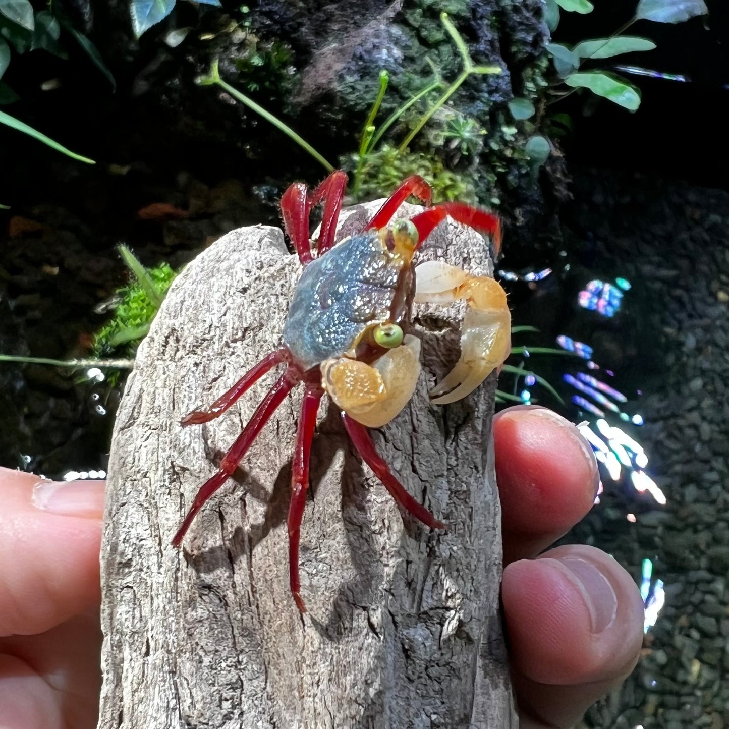 Mandarin Vampire Crab White Arm (Geossarma notoohorum)
