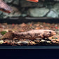枯木牙魚（Hoplias macrophthalmus）