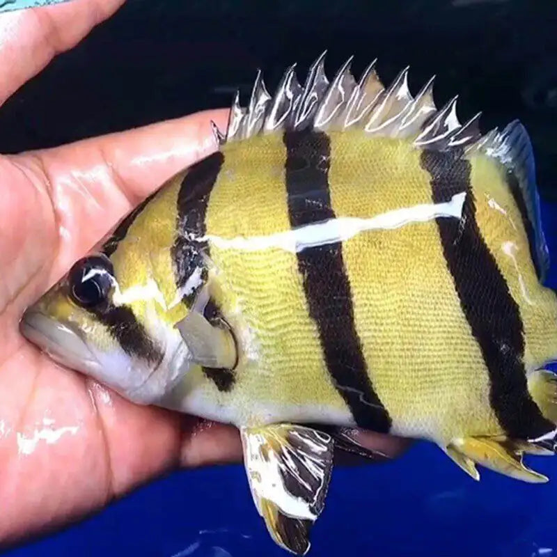 新泰國虎 / 泰北三紋虎魚（Datnioides undecimradiatus）