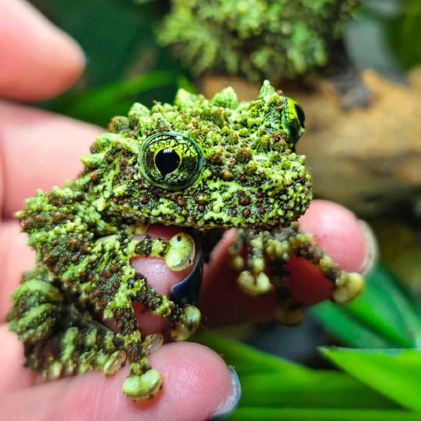 擬態高手苔蘚蛙-雨林缸造景（Theloderma corticale）