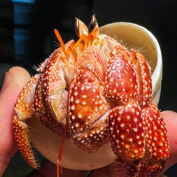 草莓寄居蟹 Strawberry Hermit Crab ( Coenobita perlatus )