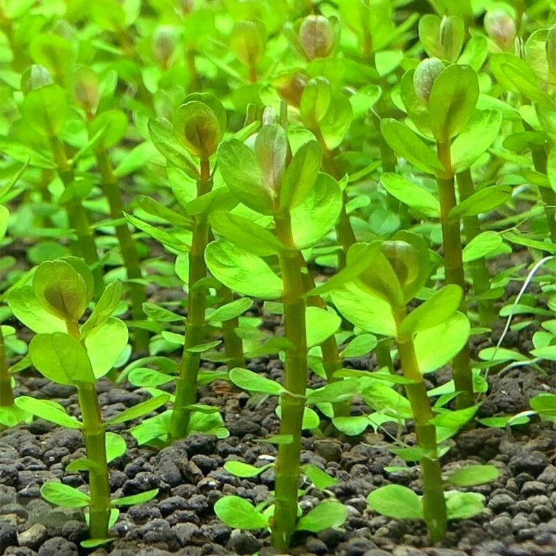 Indian Rotala Indian Toothcup (Rotala indica) - GreenFlow - Botanical and Zoological ...