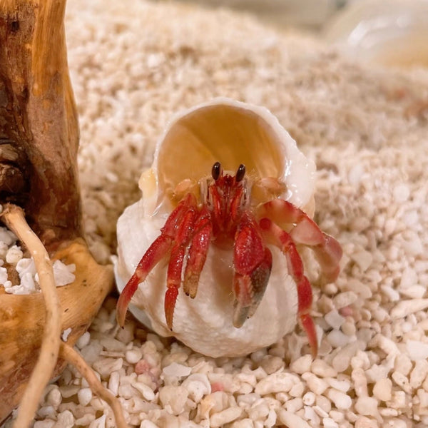 紅灰白寄居蟹 Wrinkled Land Hermit Crab ( Coenobita rugosus var. Red )