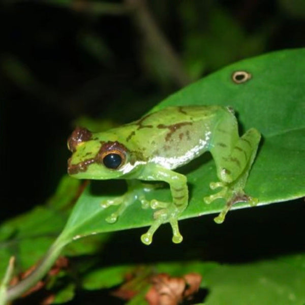 黑眼瞼纖樹蛙（Philautus gracilipes）