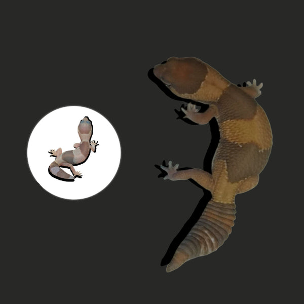 焦糖肥尾守宮 Caramel African Fat-Tailed Geckos（ Hemitheconyx caudicinctus ）