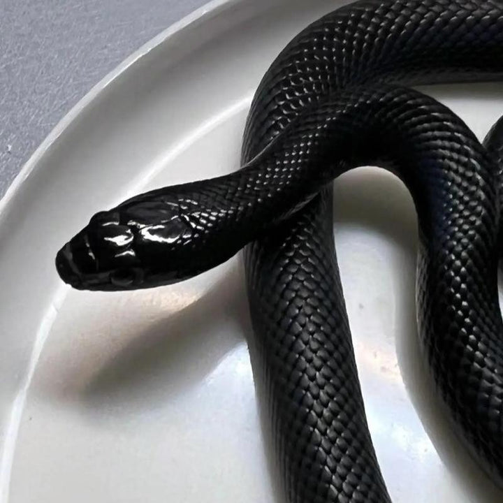 黑王蛇 寵物蛇(Lampropeltis getula nigrita) - 森流 GreenFlow - 動植物造景專門店