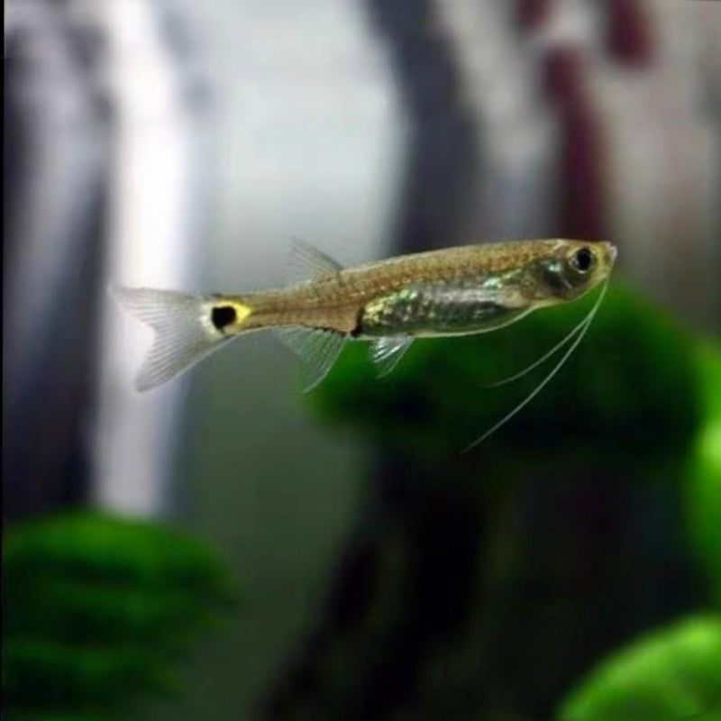 龍鬚燈 striped flying barb （Esomus metallicus） - 森流 GreenFlow - 動植物造景專門店