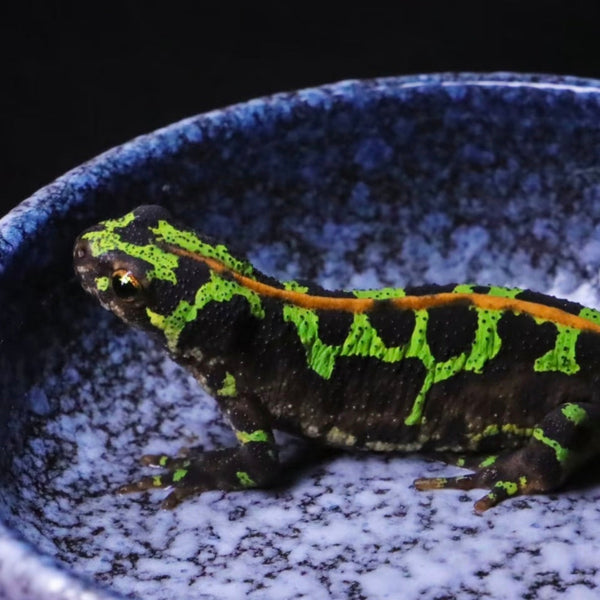 理紋歐螈（Triturus marmoratus）