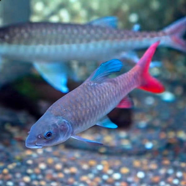 非洲彩虹吉羅 （African Rainbow Mahseer）