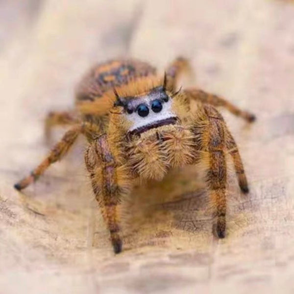 大黃蜂跳蛛 Jumping Spider（Phidippus. Otiosusb）