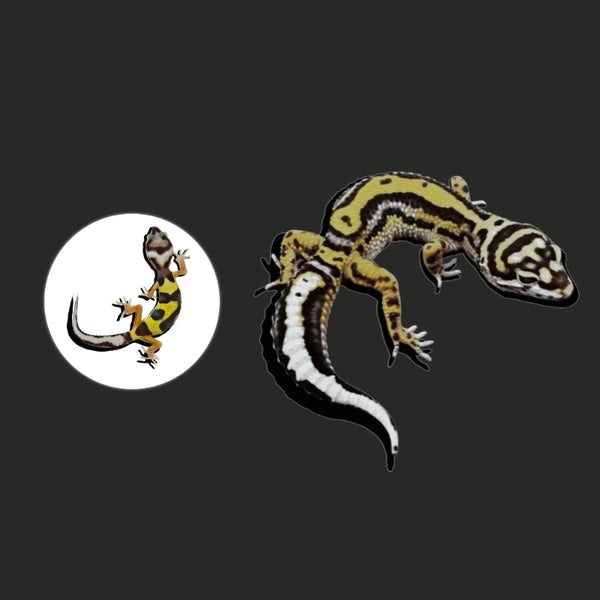 土匪豹紋守宮  Bandit Leopard Gecko（ Eublepharis macularius ）