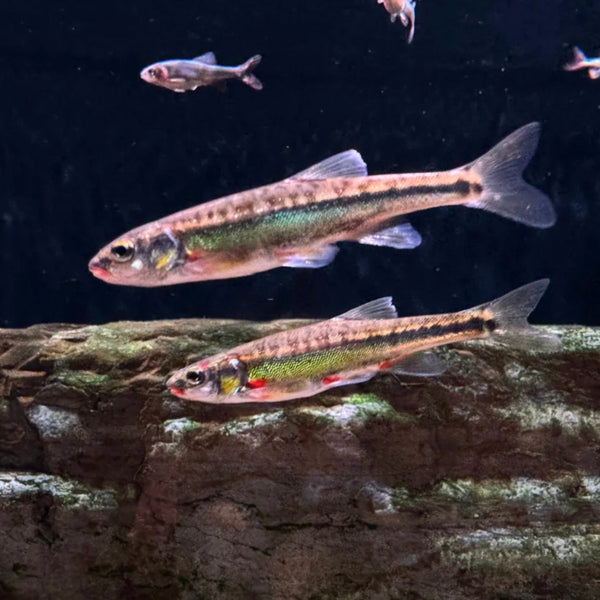 真鱥原生魚冷水魚（Phoxinus phoxinus）