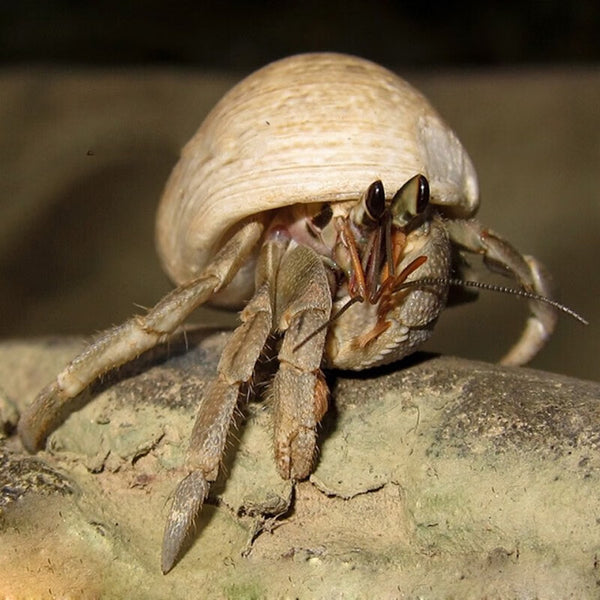 灰白寄居蟹 Wrinkled Land Hermit Crab ( Coenobita rugosus )
