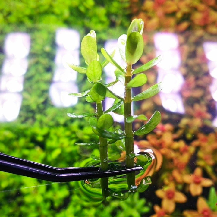 Roundleaf Toothcup 印度小圓葉 Indian Toothcup ( Rotala indica ) - 森流 GreenFlow - 動植物造景專門店
