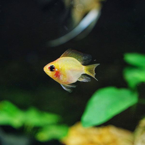 金波子 （Papiliochromis ramirezi）