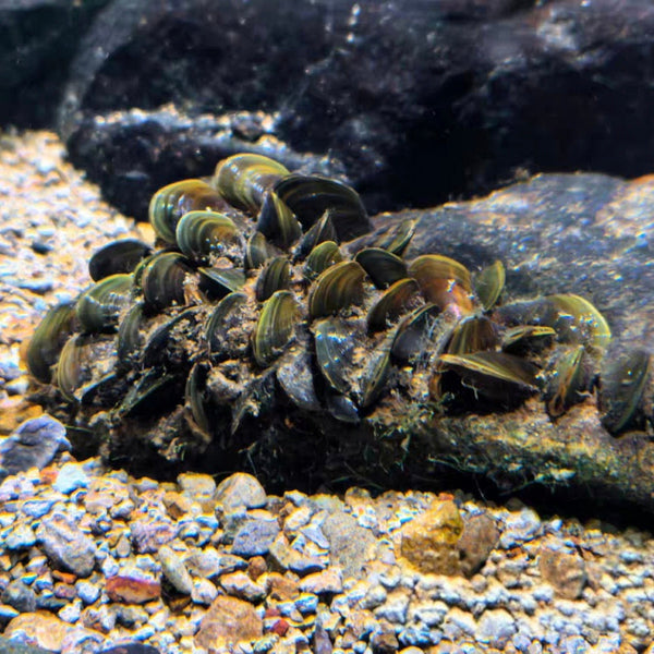 淡水貽貝瓜子蚌-净化水質吃綠澡（（Limnoperna fortunei））