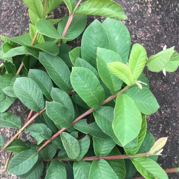 芭樂葉竹節蟲食物( Psidium guajava L.)