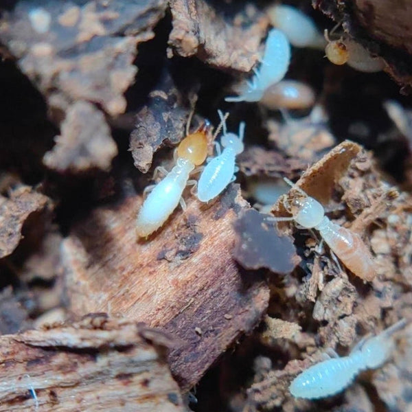 乳白蟻（Coptotermes formosanus Shiraki）