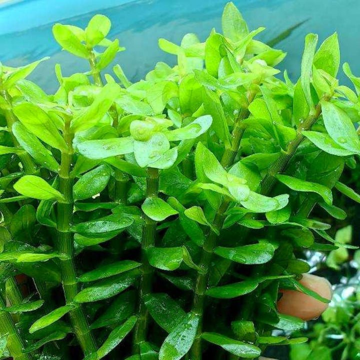 Indian Rotala 印度小圓葉 Indian Toothcup ( Rotala indica ) - 森流 GreenFlow - 動植物造景專門店