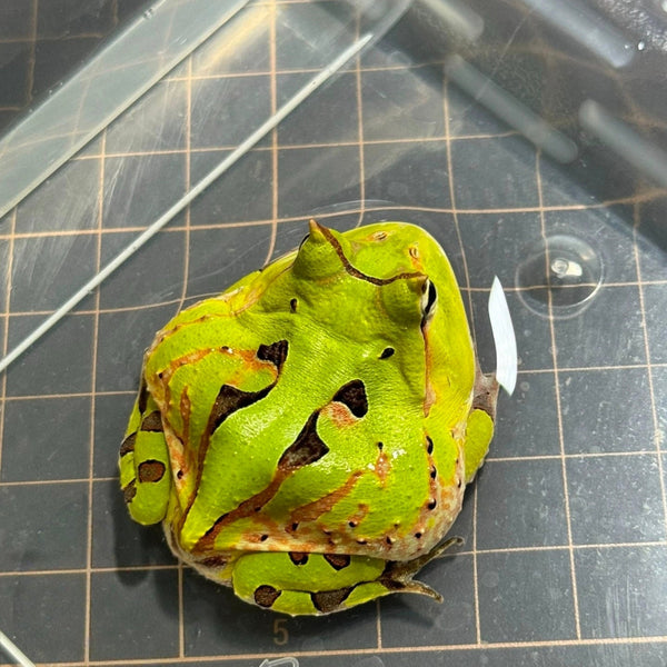 霸王角蛙 Surinam horned frog（Ceratophrys cornuta）