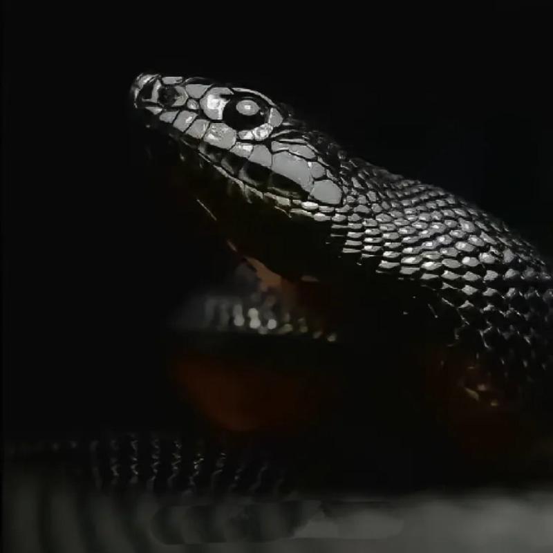 黑王蛇 寵物蛇(Lampropeltis getula nigrita) - 森流 GreenFlow - 動植物造景專門店
