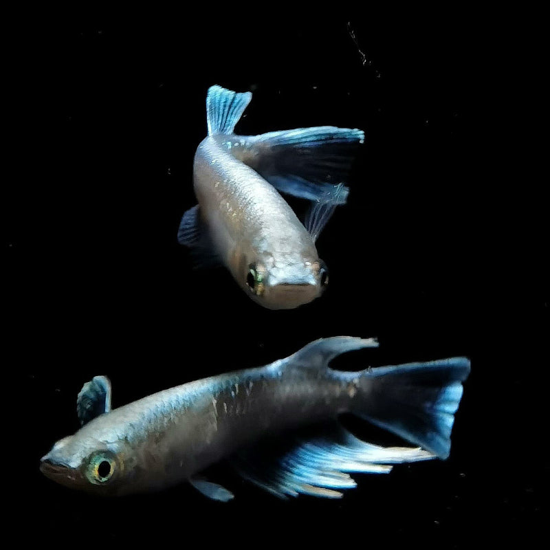 寬鰭瑪利亞青鳉稻田魚( Medaka Fish ) - 森流 GreenFlow - 動植物造景專門店