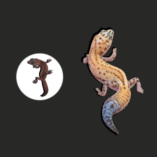 奶牛無紋隱橘白肥尾守宮 Patternless White and Orange Hypo Tangerine Albino（Hemitheconyx caudicinctus）