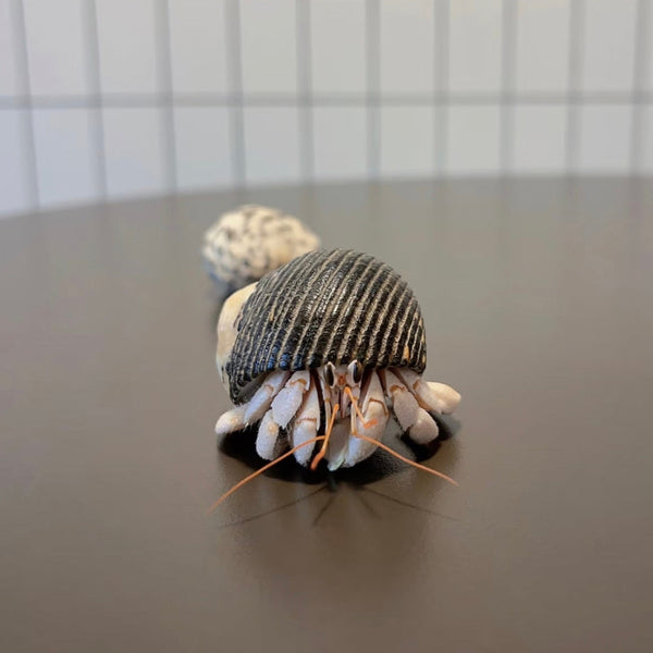 白莓寄居蟹 White Strawberry Hermit Crab ( Coenobita perlatus )