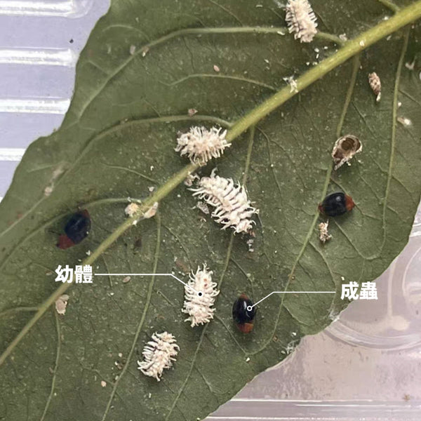孟氏隱唇瓢蟲幼蟲-小堯蟲子 天敵昆蟲 粉蚧克星 專吃蚧殼蟲 （Cryptolaemus montrouzieri）