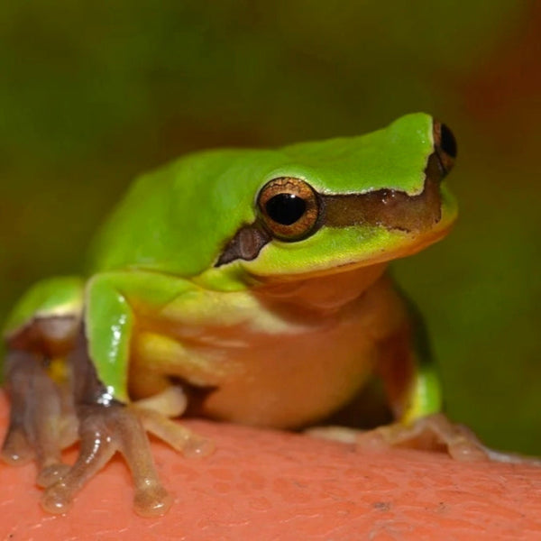 雨蛙-雨林缸造景神器微景觀（Dryophytes japonicus）