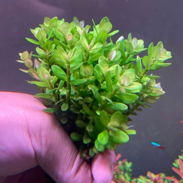 Indian Rotala 印度小圓葉 Indian Toothcup ( Rotala indica ) - 森流 GreenFlow - 動植物造景專門店