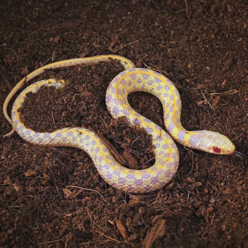 白化格子束帶蛇 吃魚吃肉 不用喂乳鼠 可群養 The Albino Checkered Garter Snake (Thamnophis ...